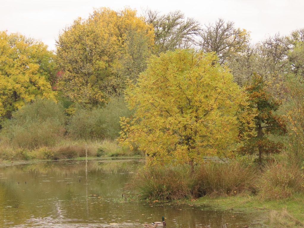 Fall color in native habitat