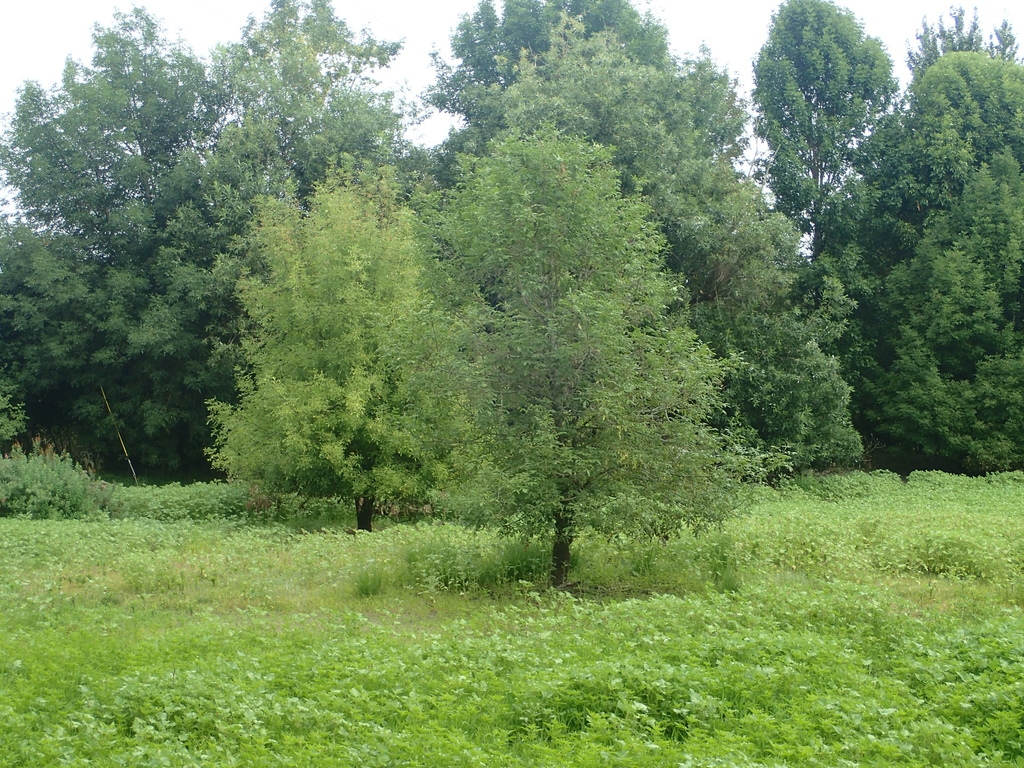 Form