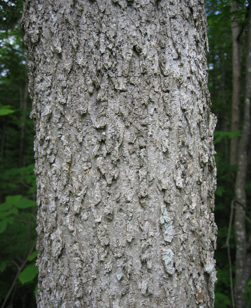 Bark