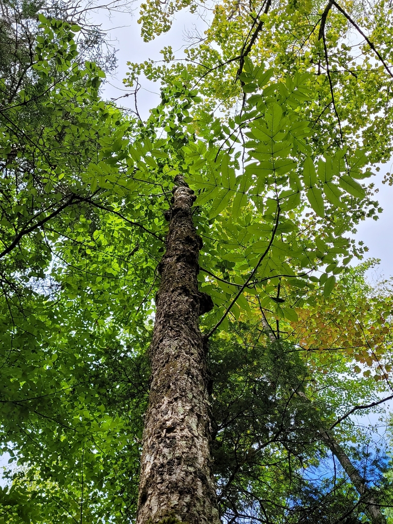 Form