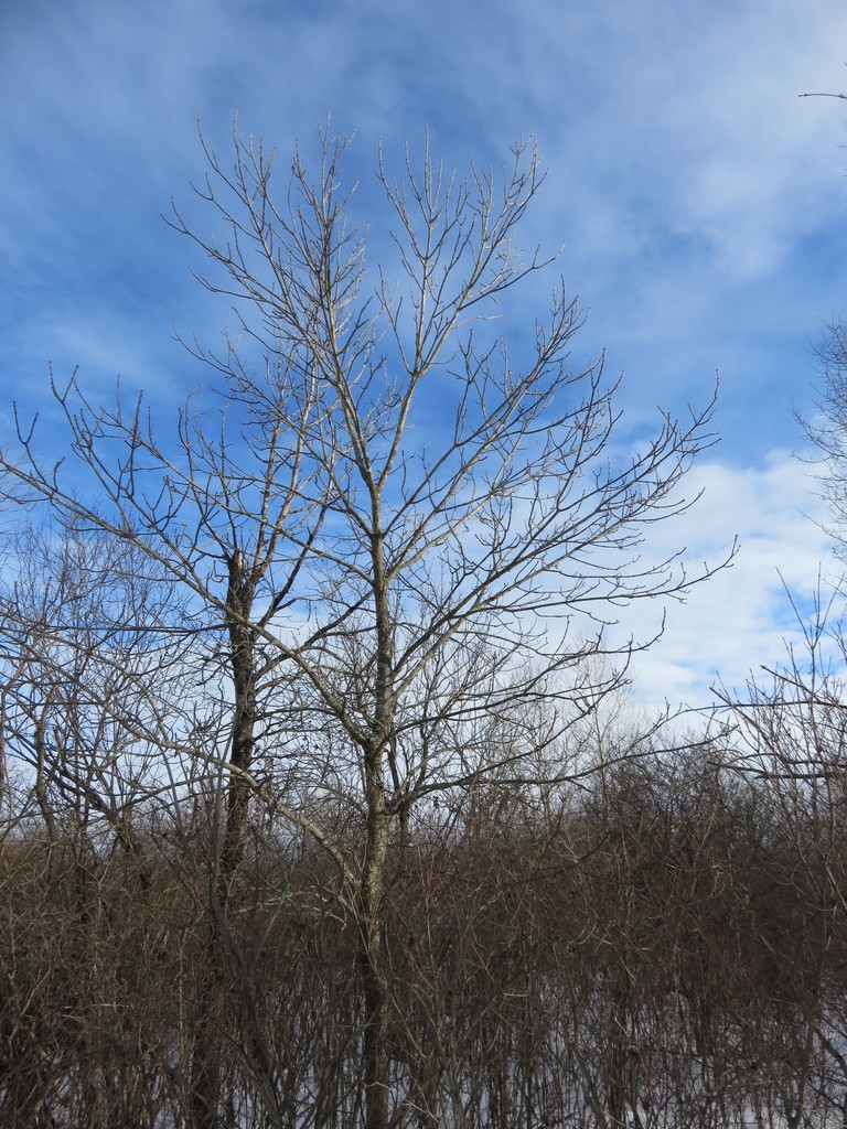 Winter form