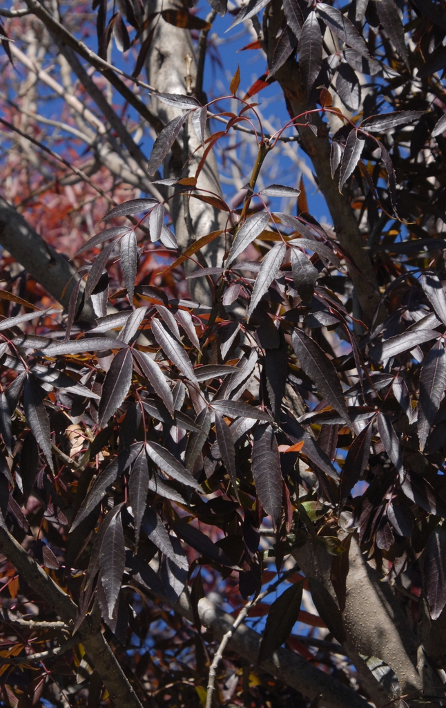 'Raywood' Fall Leaf