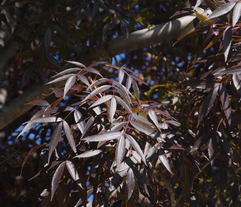 'Raywood' Fall Leaf Close-up