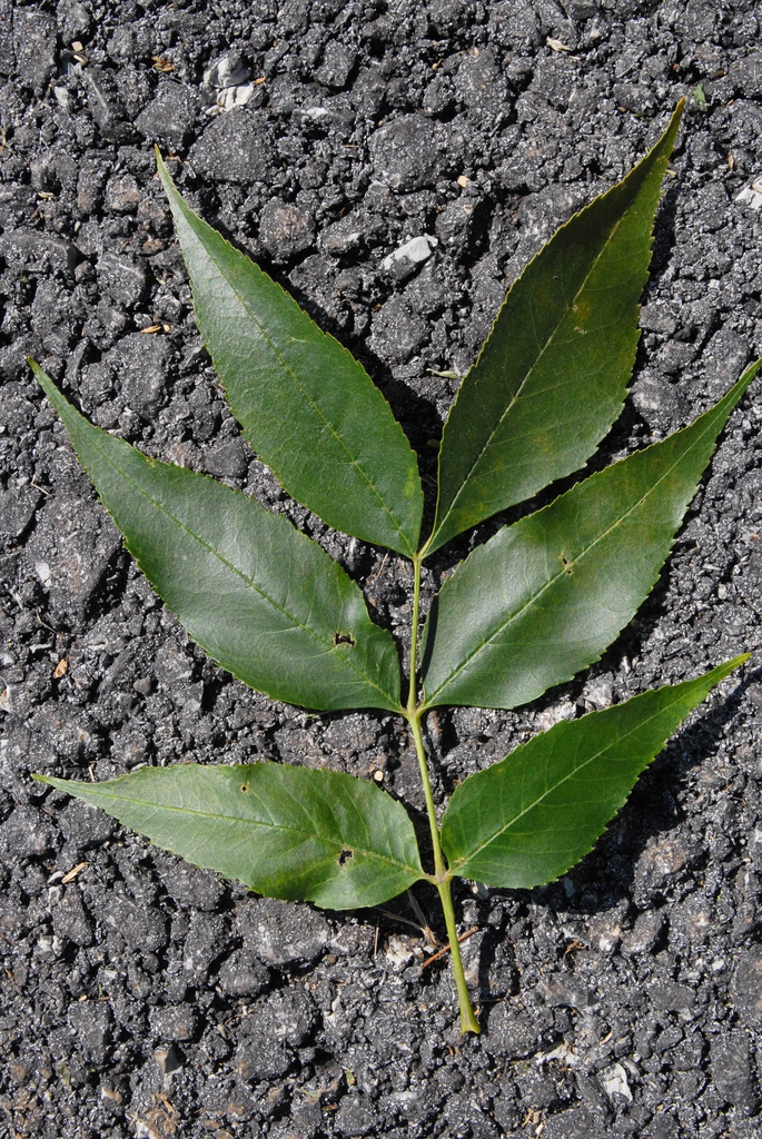Fraxinus pennsylvanica Leaf