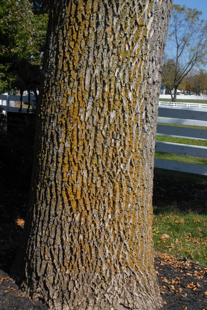 Fraxinus pennsylvanica Bark