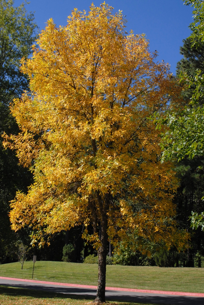Fraxinus pennsylvanica Fall Color Form