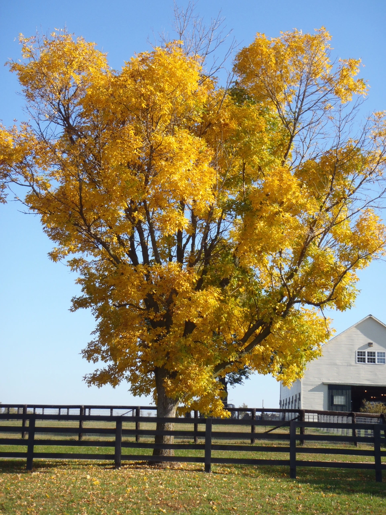 Fraxinus pennsylvanica Fall Color Form