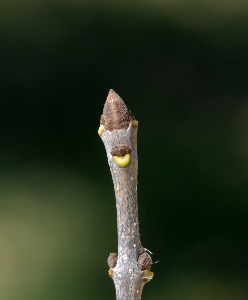 Fraxinus pennsylvanica Bud