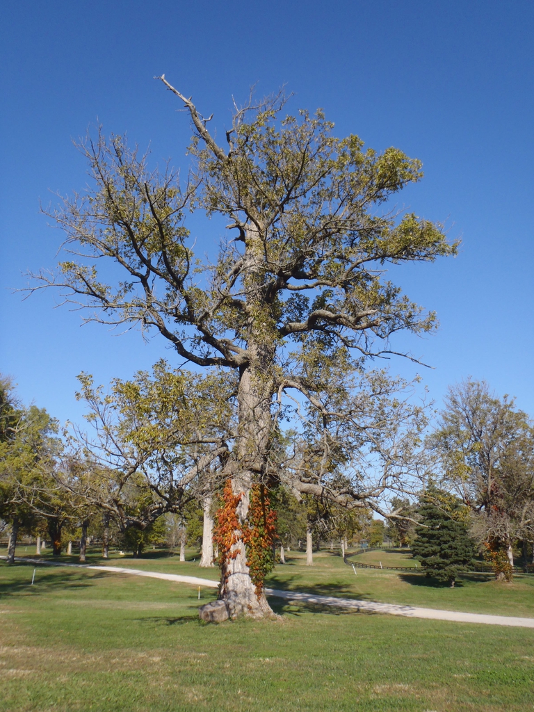 Fraxinus pennsylvanica Old Form