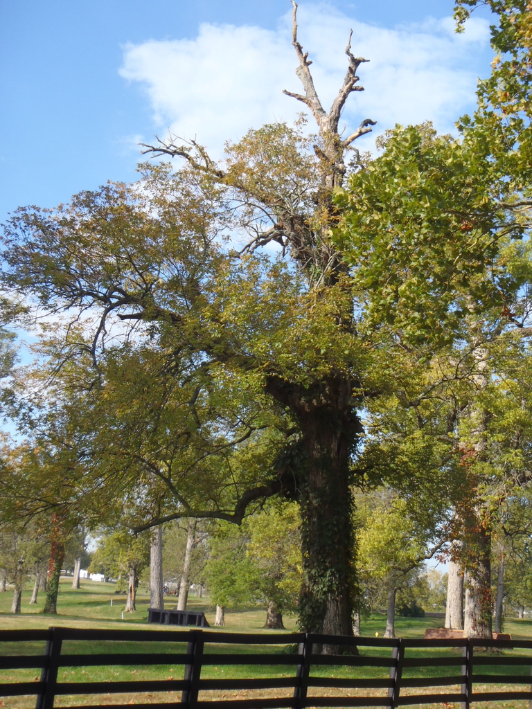 Fraxinus pennsylvanica Form