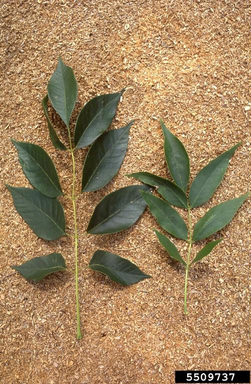 Fraxinus profunda