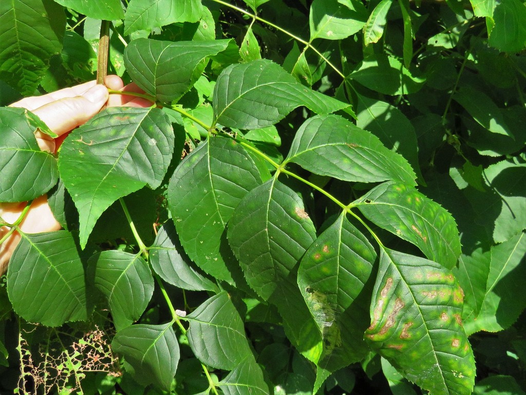 Compound leaves