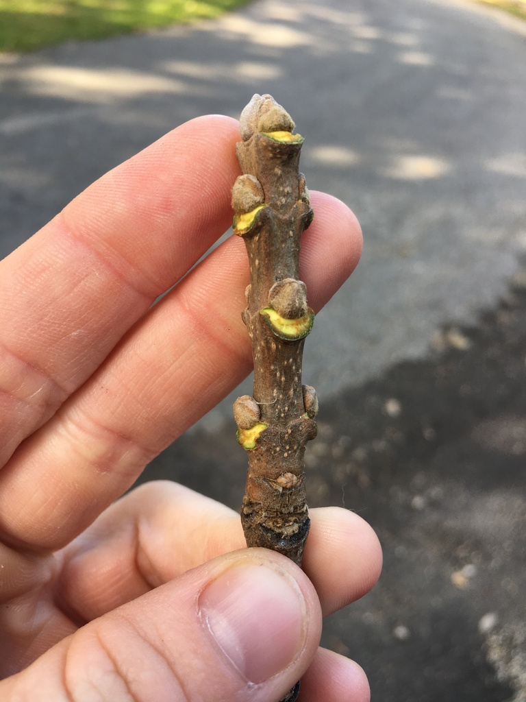 Stem and buds