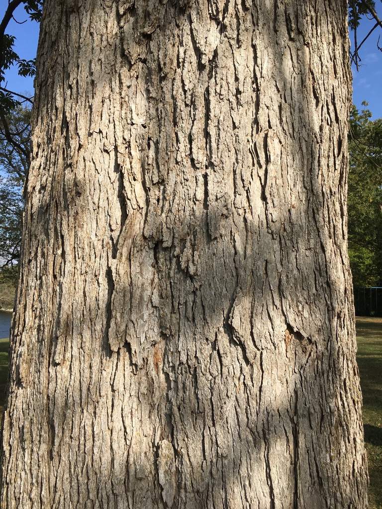 Bark