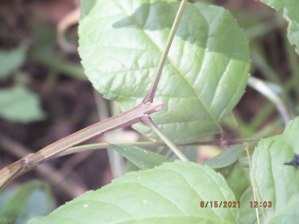 Four-sides stem