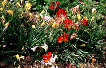Freesia