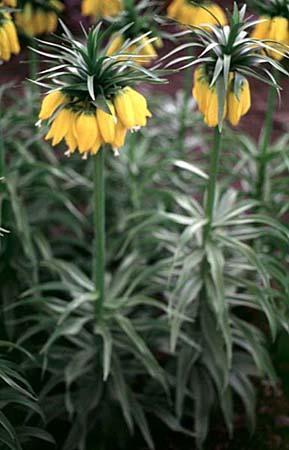 Fritillaria imperialis
