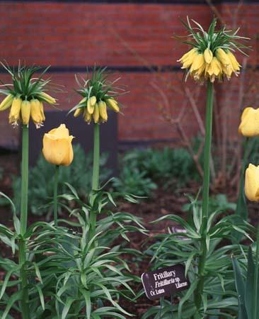 Fritillaria imperialis
