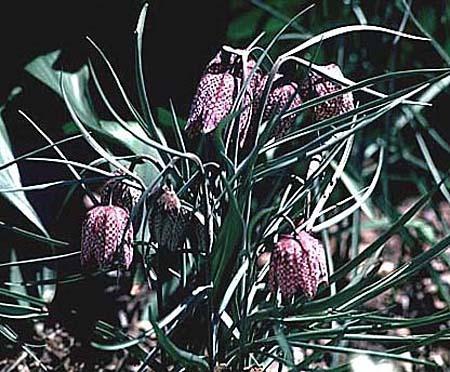 Fritillaria meleagris