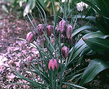 Fritillaria meleagris