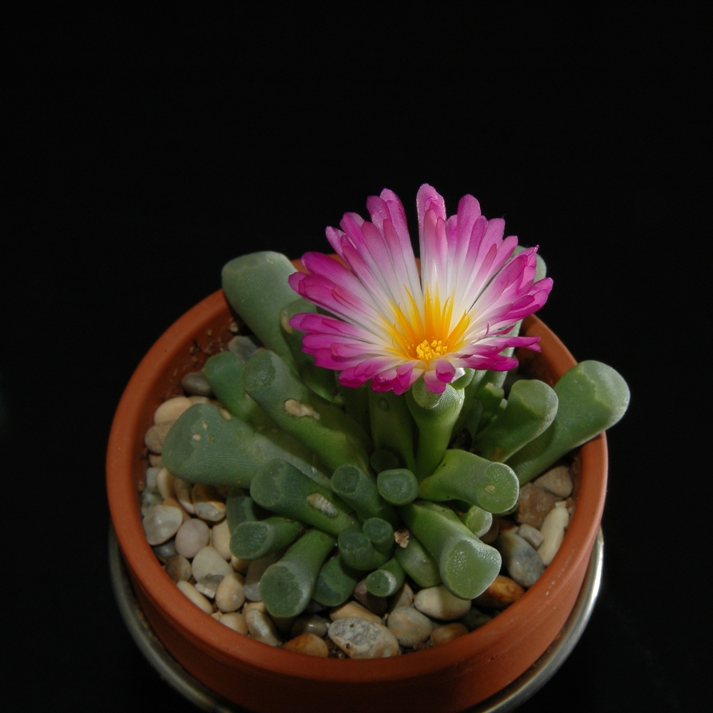 Frithia Pulchra
