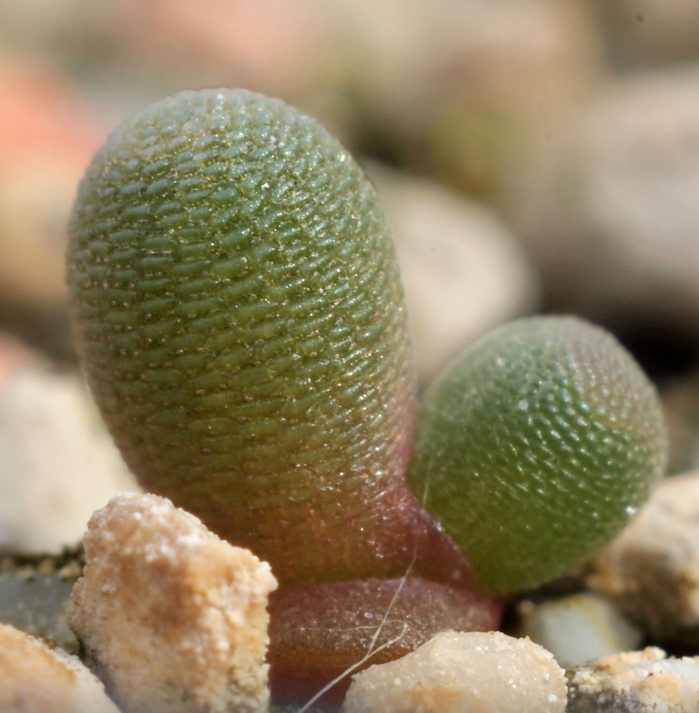 Frithia Pulchra