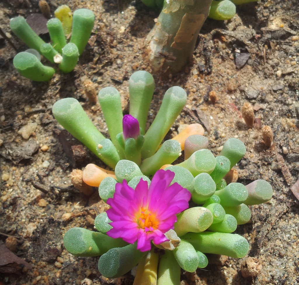 Frithia Pulchra