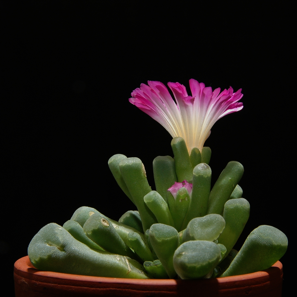 Frithia Pulchra