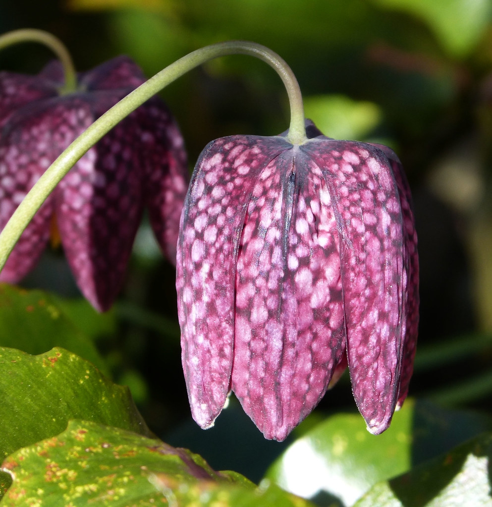 Fritillaria meleagris