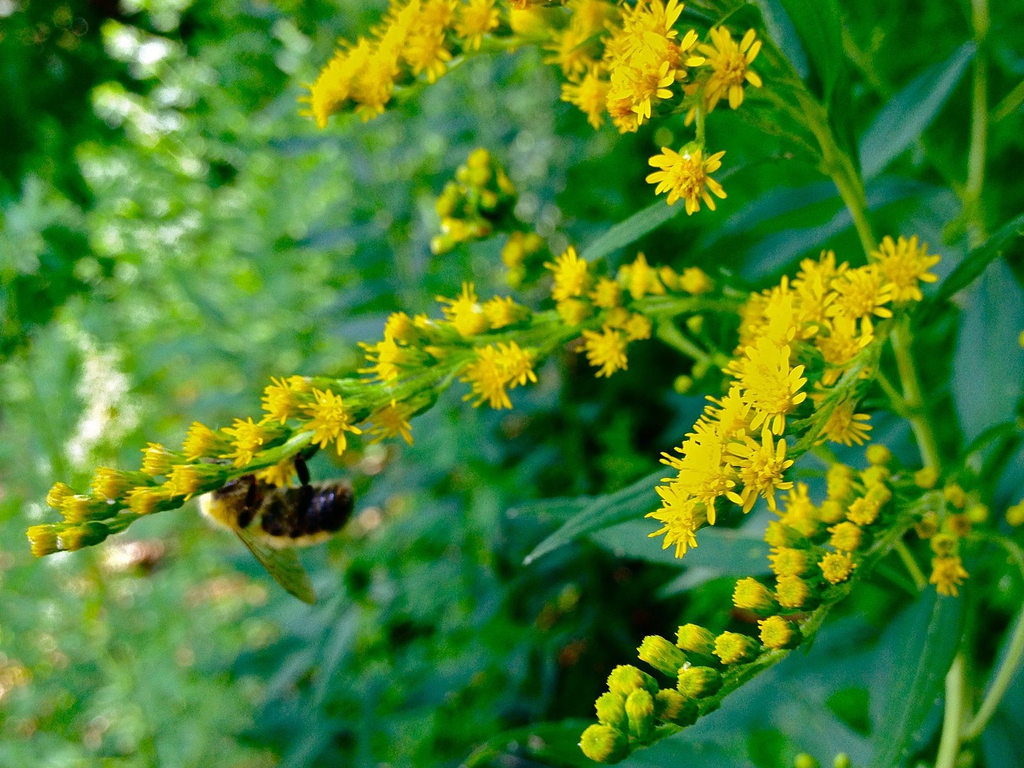 Solidago juncea