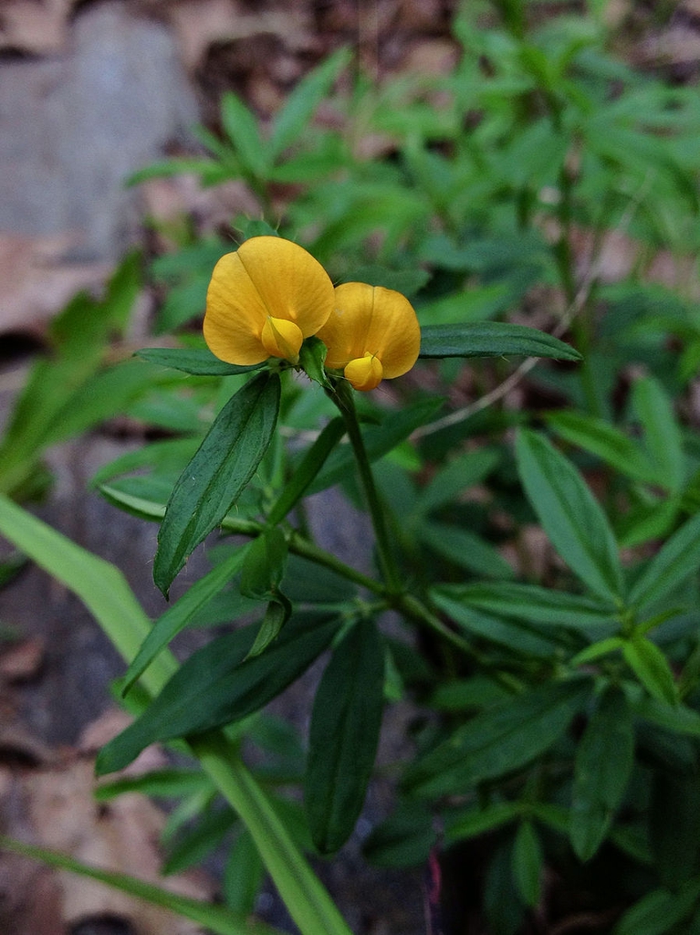 Stylosanthes biflora
