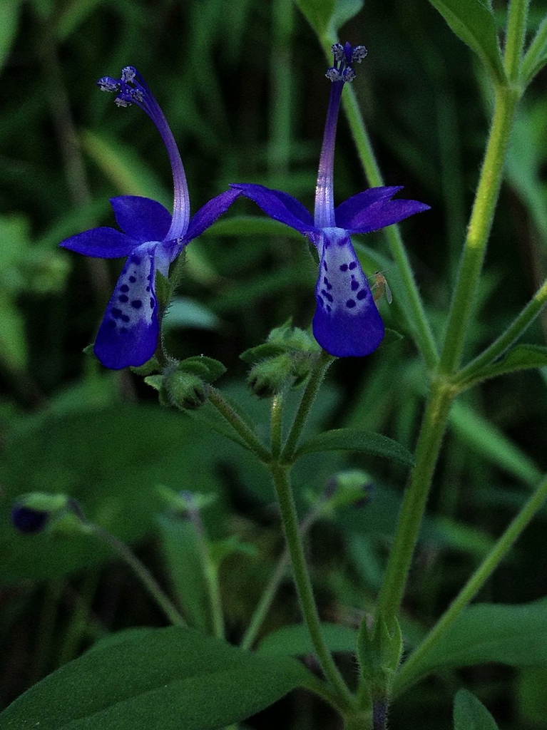 Trichostema dichotomum