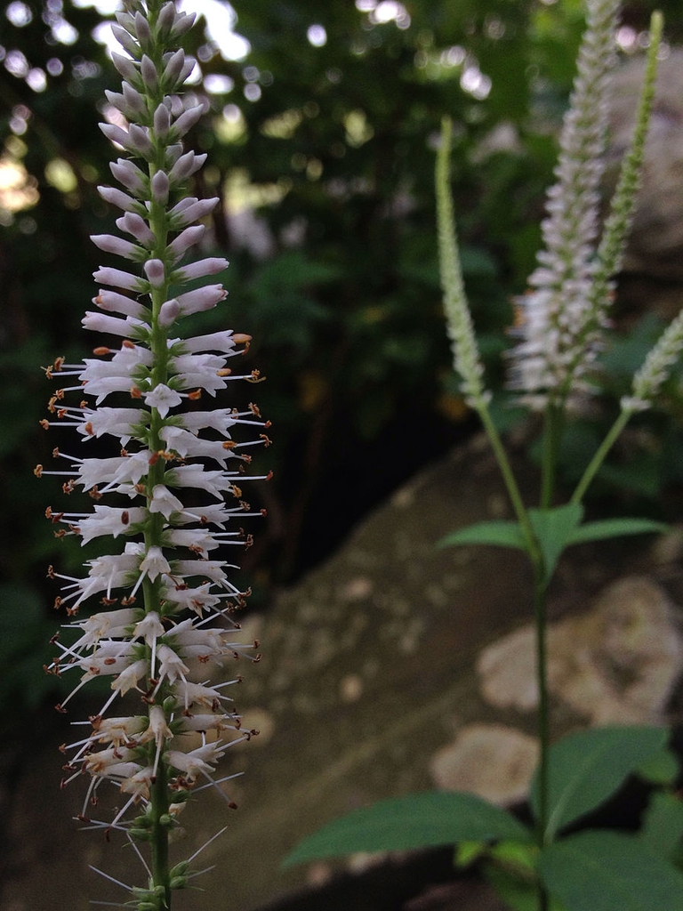 V. virginicum