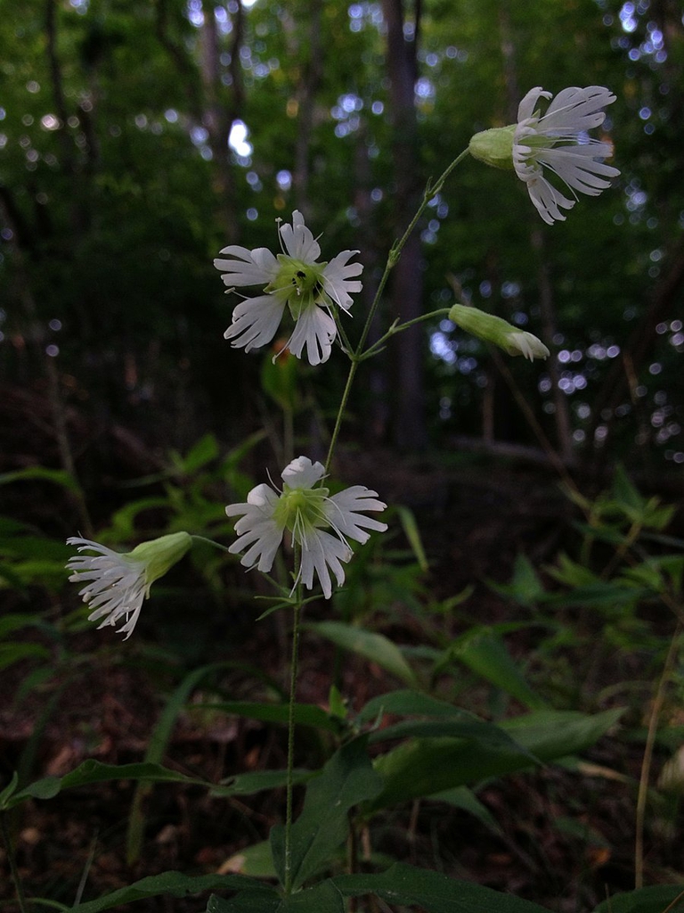Silene stellata