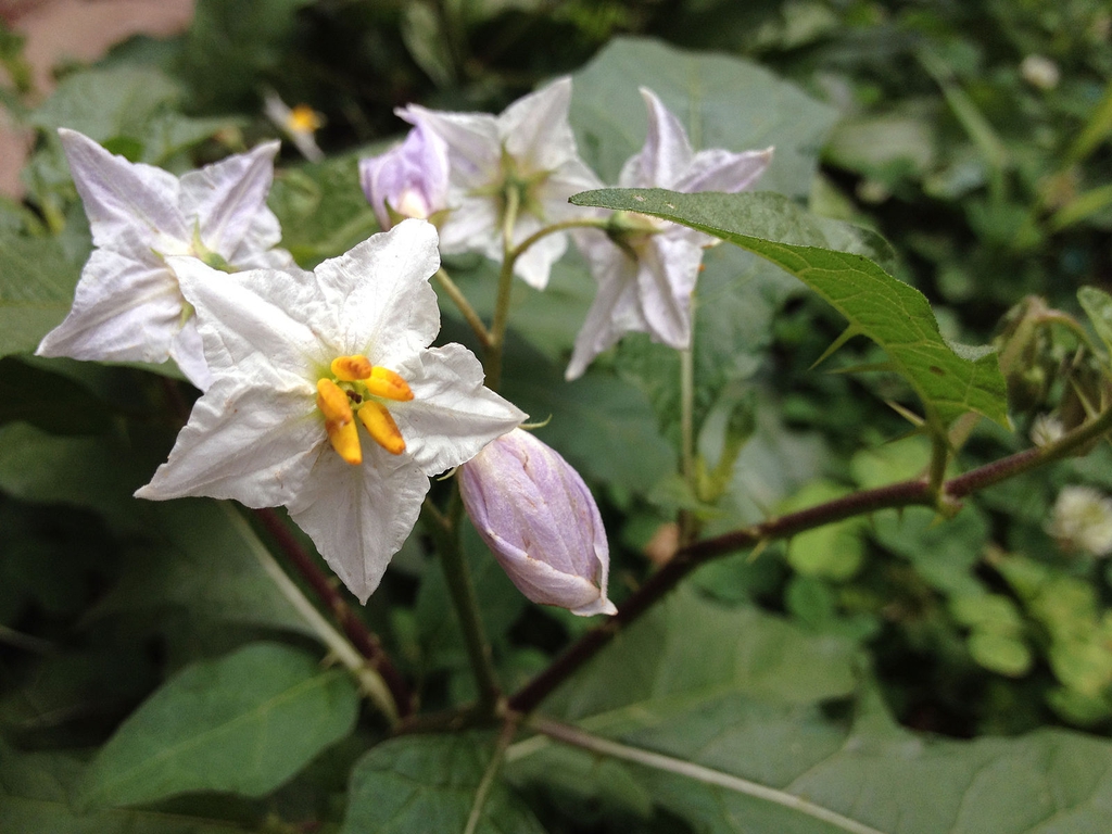 Solanum carolinense