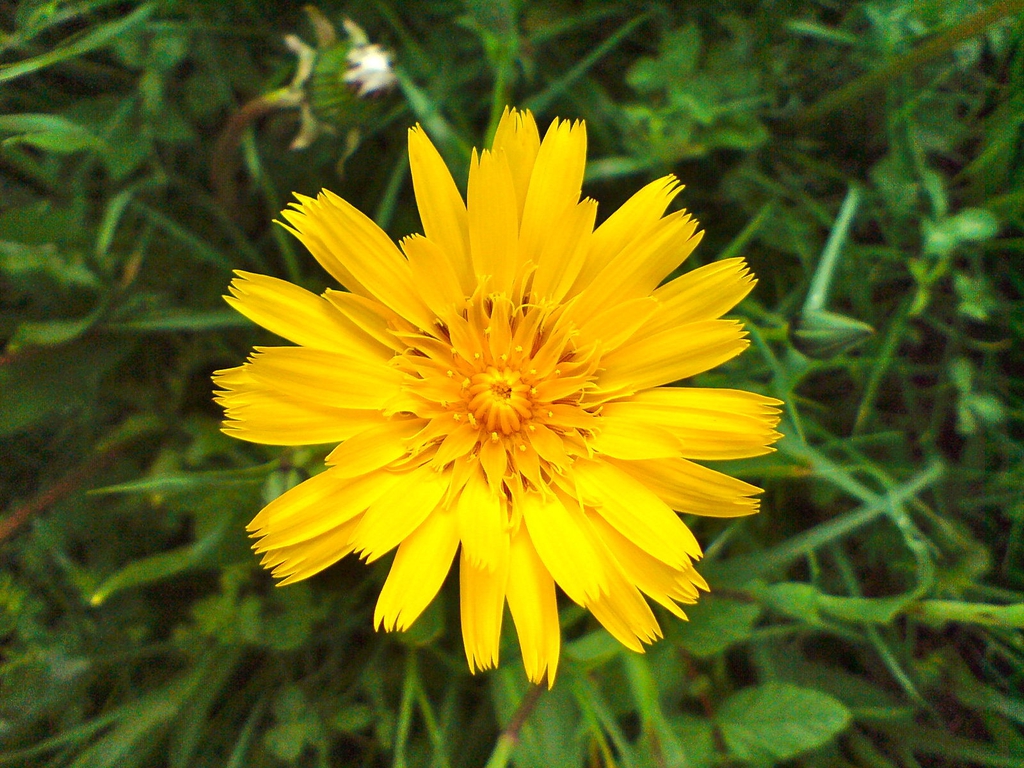 Tragopogon pratensis