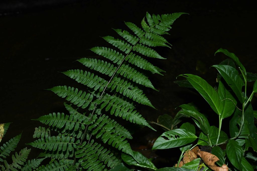 Frond in July in Saül 97314, French Guyana