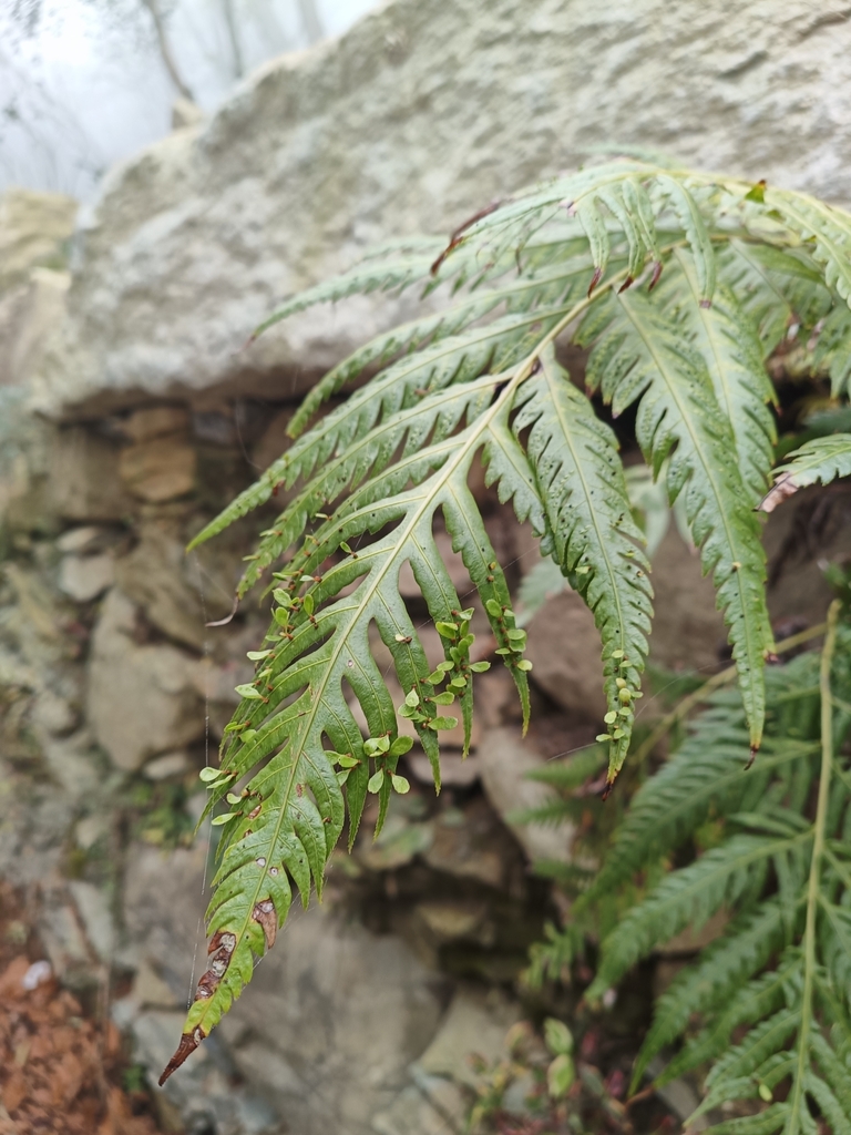 Frond in November Jingzhi, China