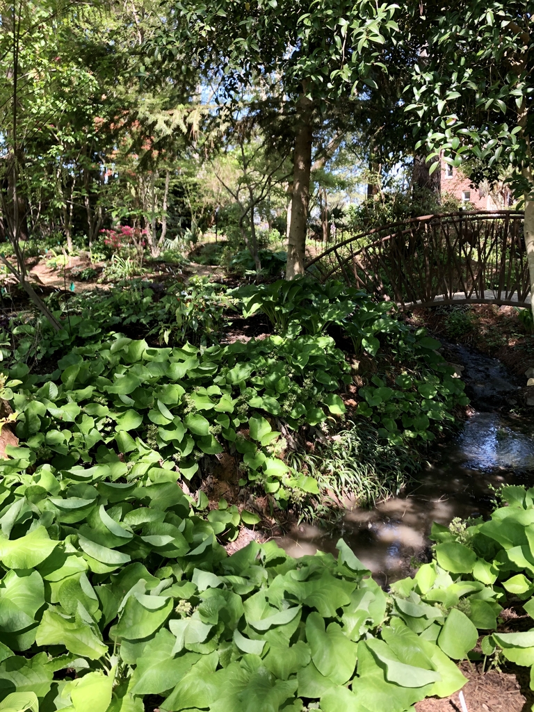 large heart shaped leaves groundcover