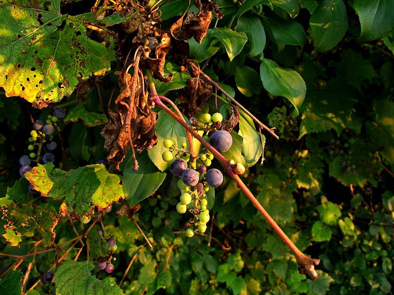 Vitis vulpina