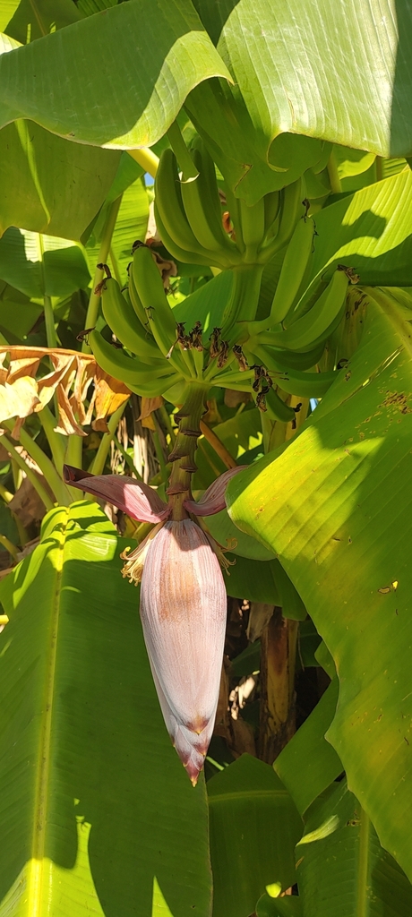 Fruit, flowers and leaves in October in Nayarit, Mexico