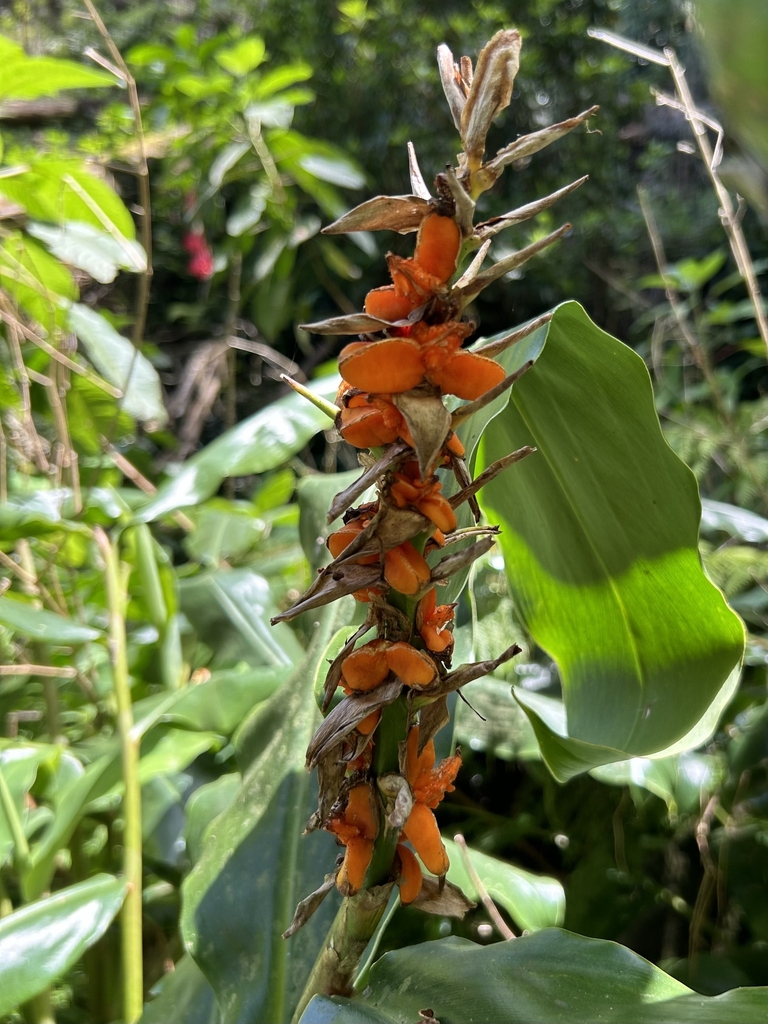 Red-orange fruits along the stem