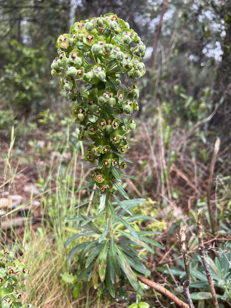 Fruit in April in Marseilles, France