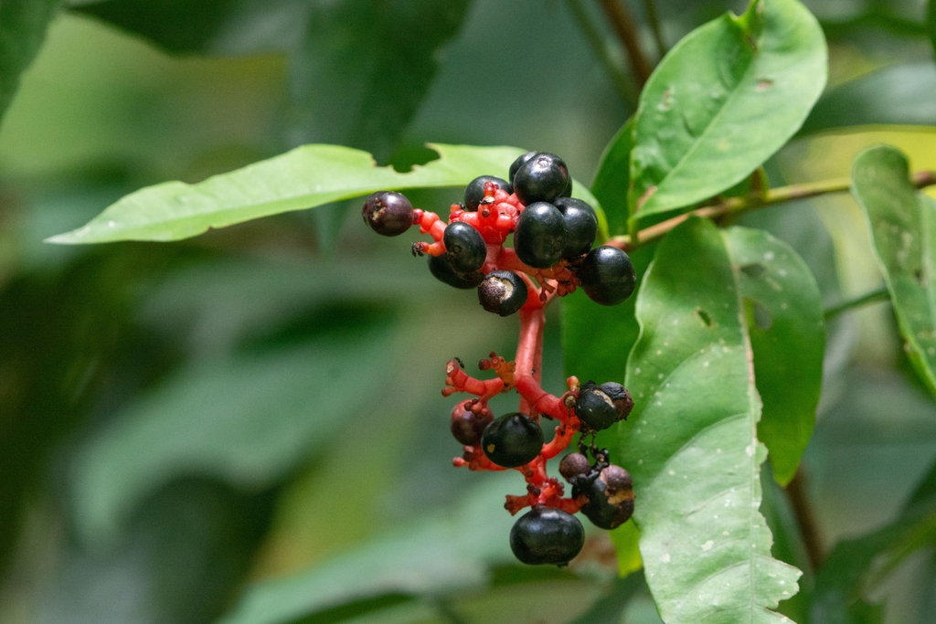 Fruit in August in Waeng District in Thailand