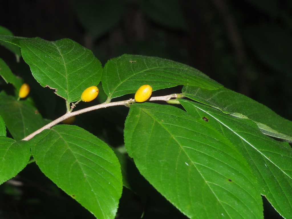 Fruit in July in Zhejiang, China