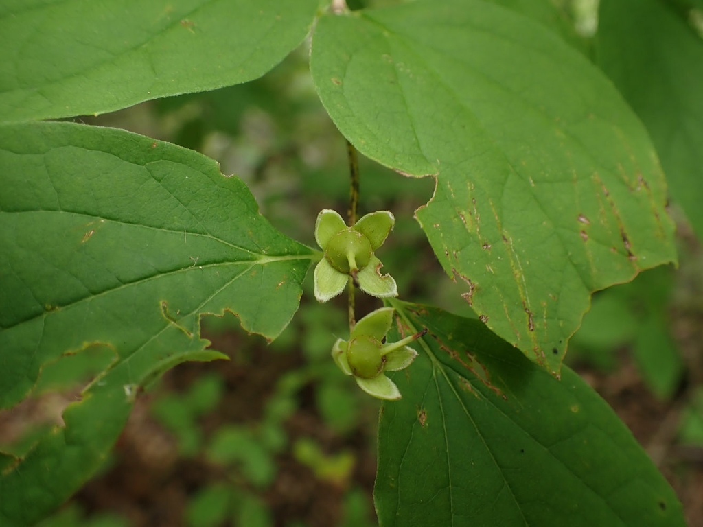 Fruit in July in Rutherford County, Tennesse