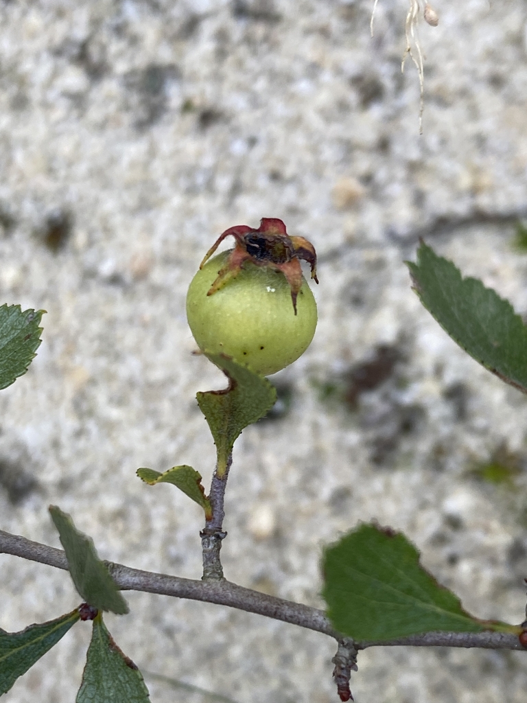 Fruit in July