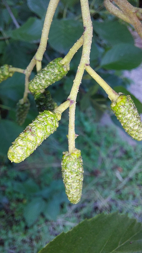 Fruit in June in Heilbronn, Germany