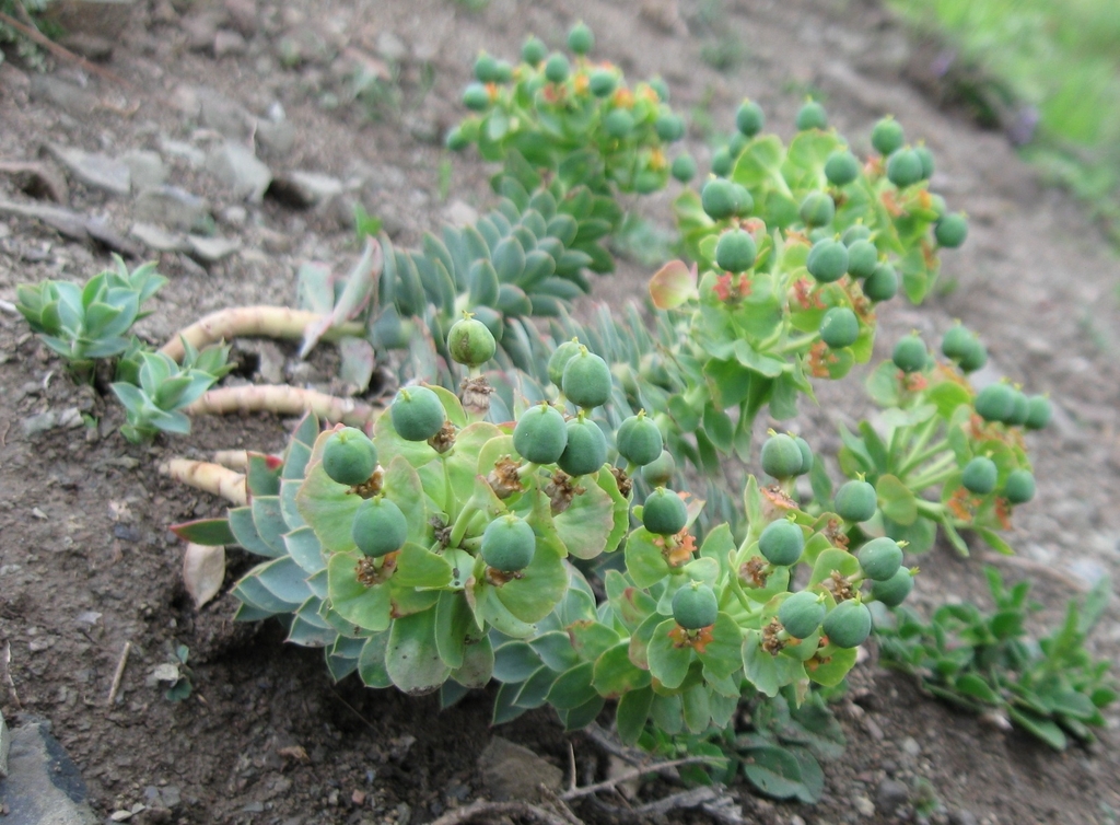 Greenish round fruits in June in Tessaly, Greece