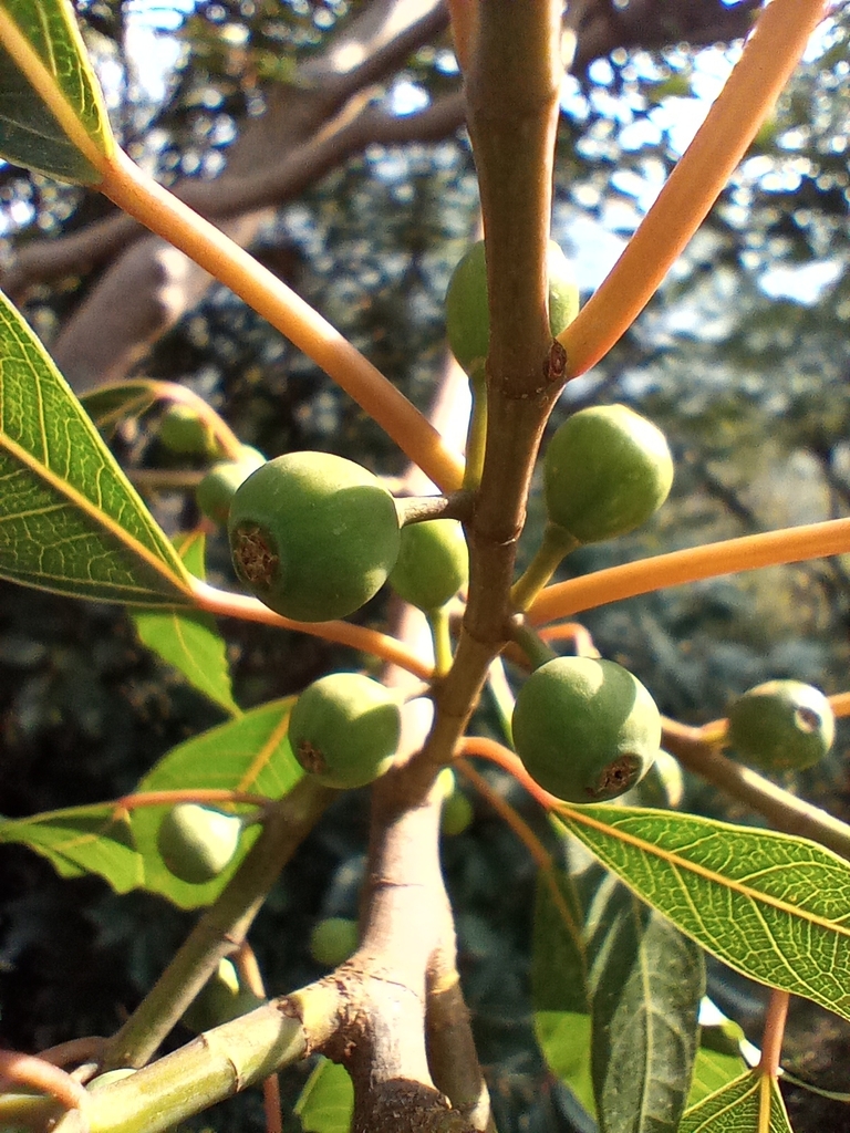 Fruits in June in Himachal PRadesh, India